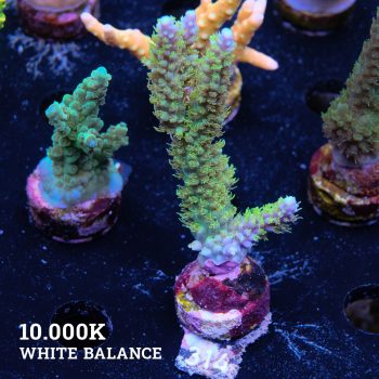 Acropora Chesterfieldensis