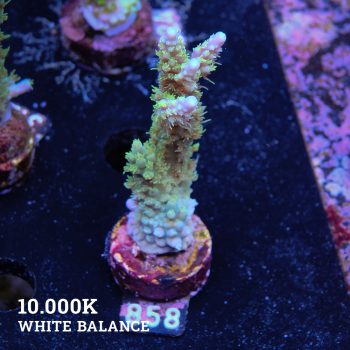 Acropora Chesterfieldensis