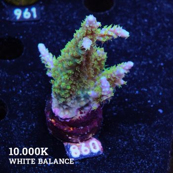 Acropora Chesterfieldensis