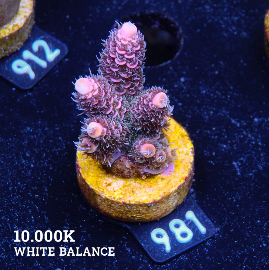 Acropora 'Pink Rainbow'