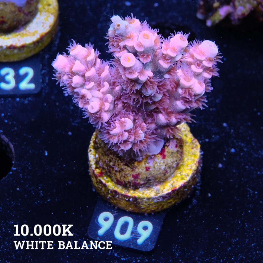 Acropora Tenuis 'Pink'