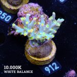 Acropora 'Flaming Yellow'