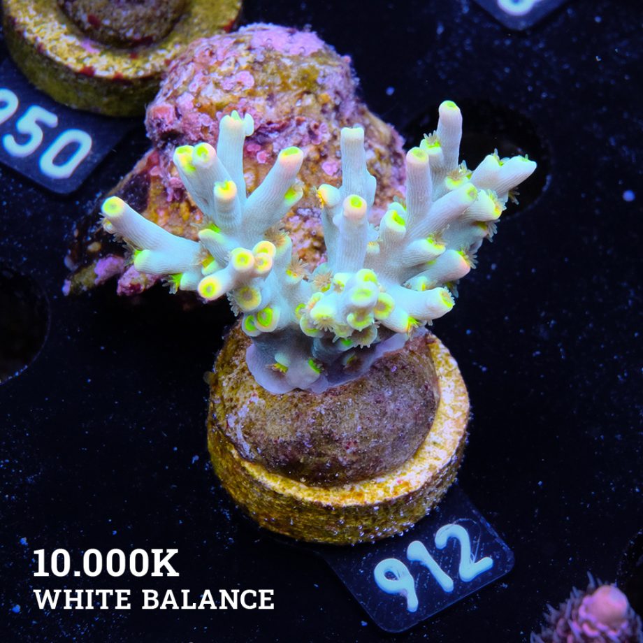 Acropora 'Flaming Yellow'