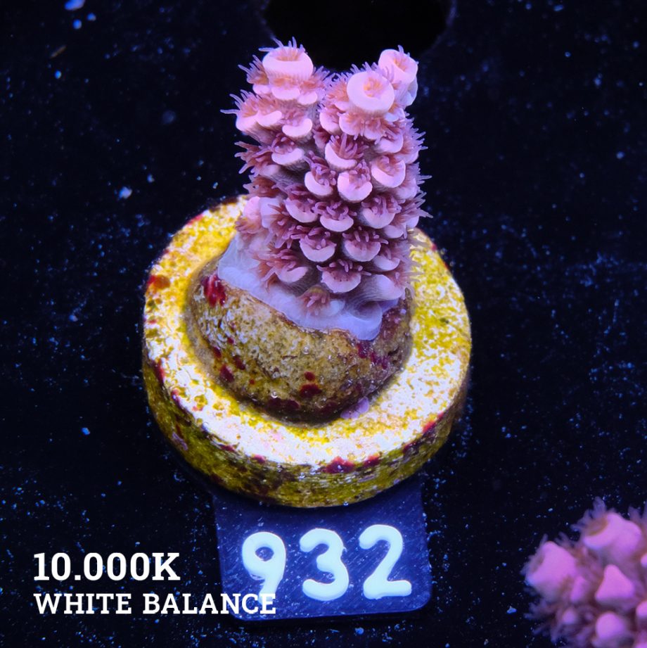 Acropora Tenuis 'Pink'