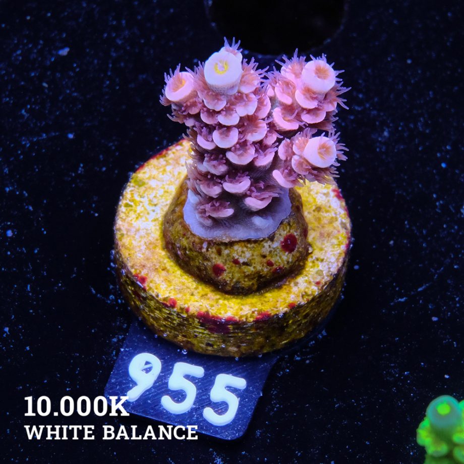 Acropora Tenuis 'Pink'
