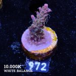 Acropora 'Confetti Purple Base'