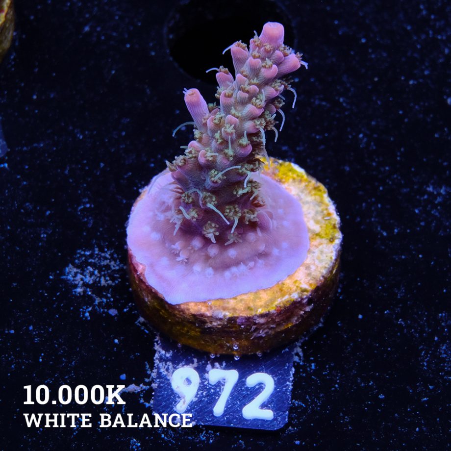 Acropora 'Confetti Purple Base'