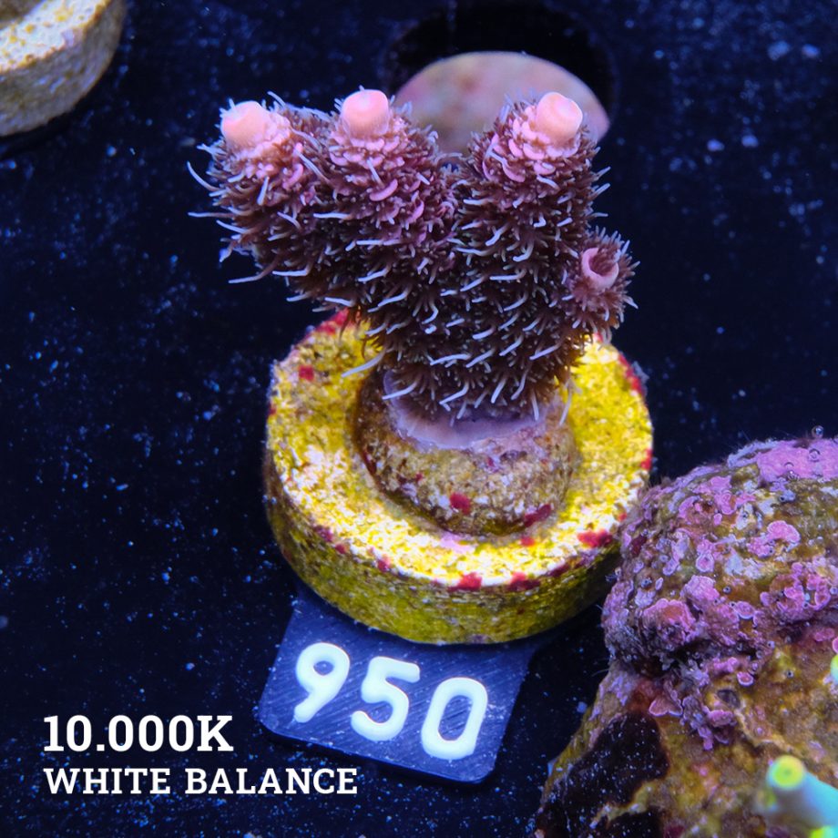 Acropora 'Pink Rainbow'