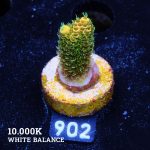 Acropora Millepora 'Yellow & Green'