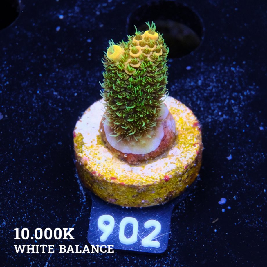 Acropora Millepora 'Yellow & Green'