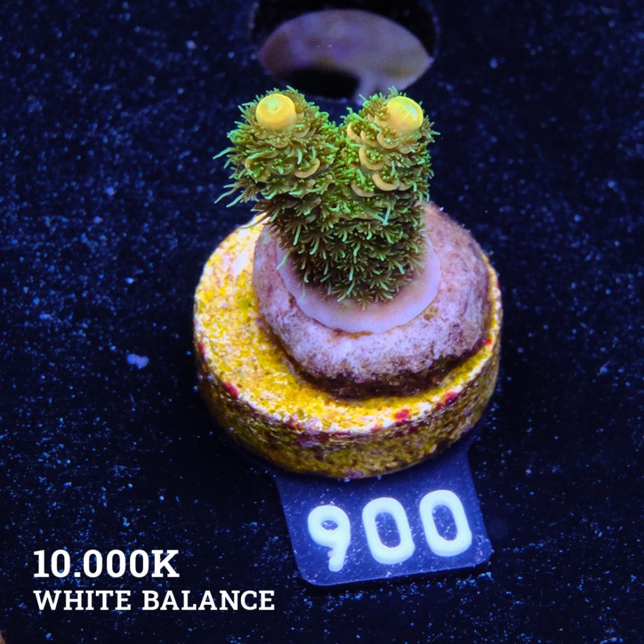 Acropora Millepora 'Yellow & Green'