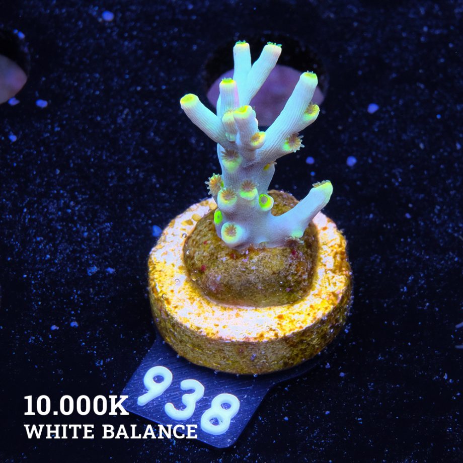 Acropora 'Flaming Yellow'