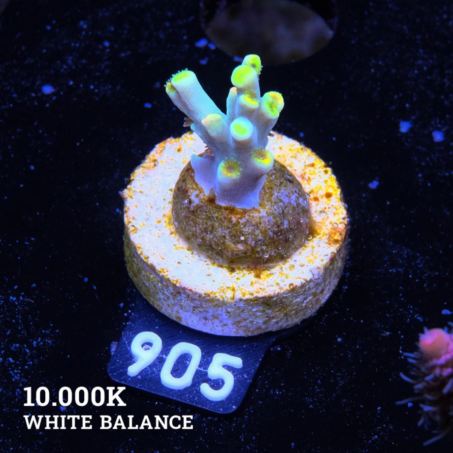 Acropora 'Flaming Yellow'