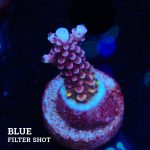 Acropora 'Fluo Bicolor II