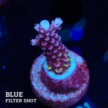 Acropora 'Fluo Bicolor II'