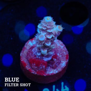 Acropora Tenuis