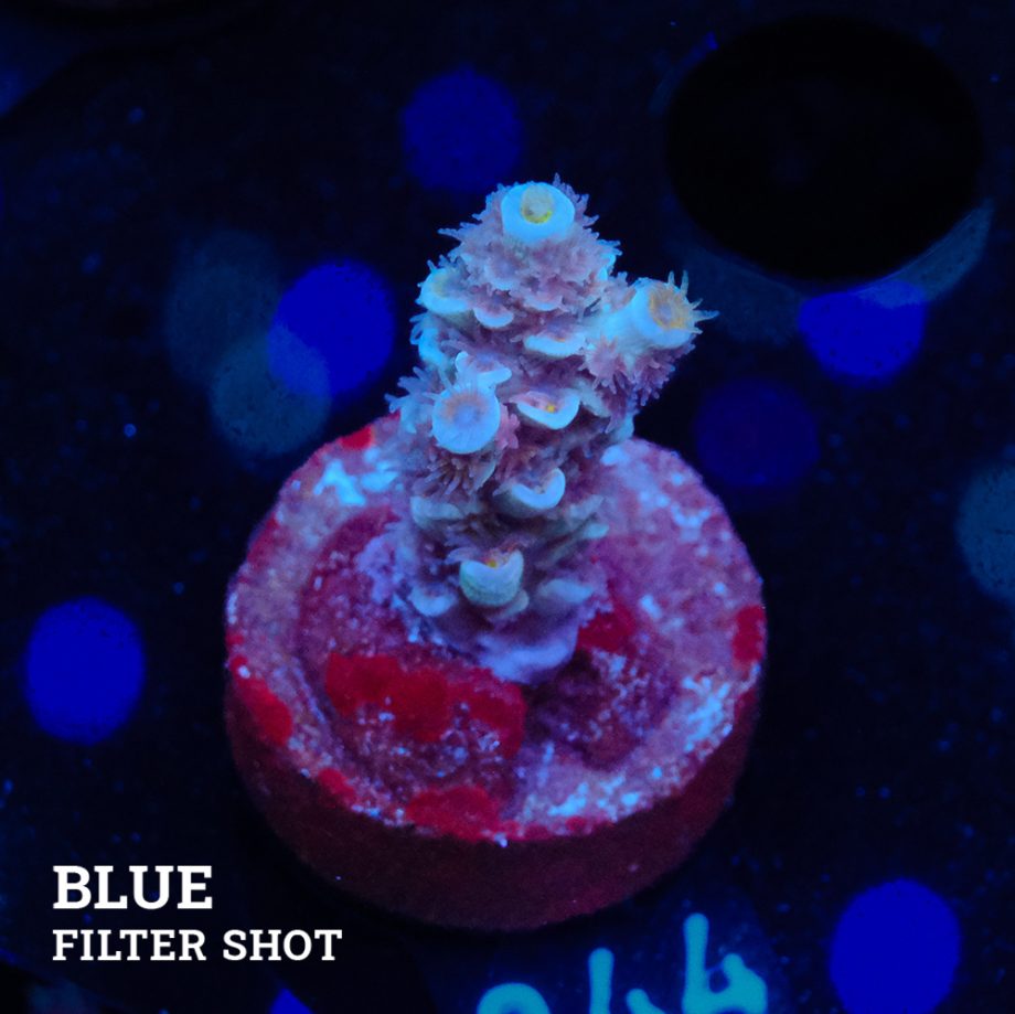 Acropora Tenuis