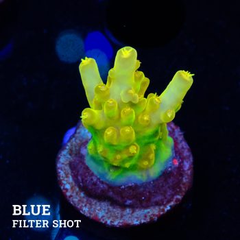 Acropora 'Greenish Jawdropper'