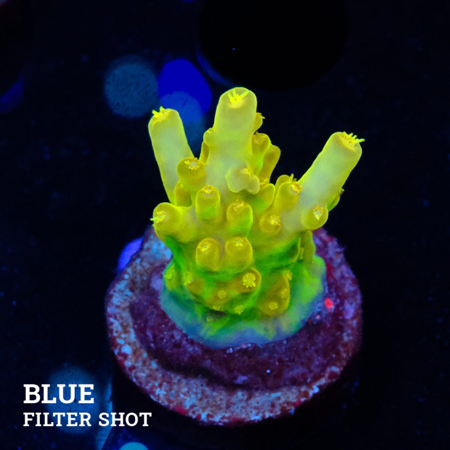 Acropora 'Greenish Jawdropper'