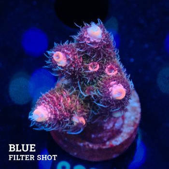 Acropora Millepora 'Pink Gradient'
