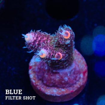 Acropora Millepora 'Pink Gradient'
