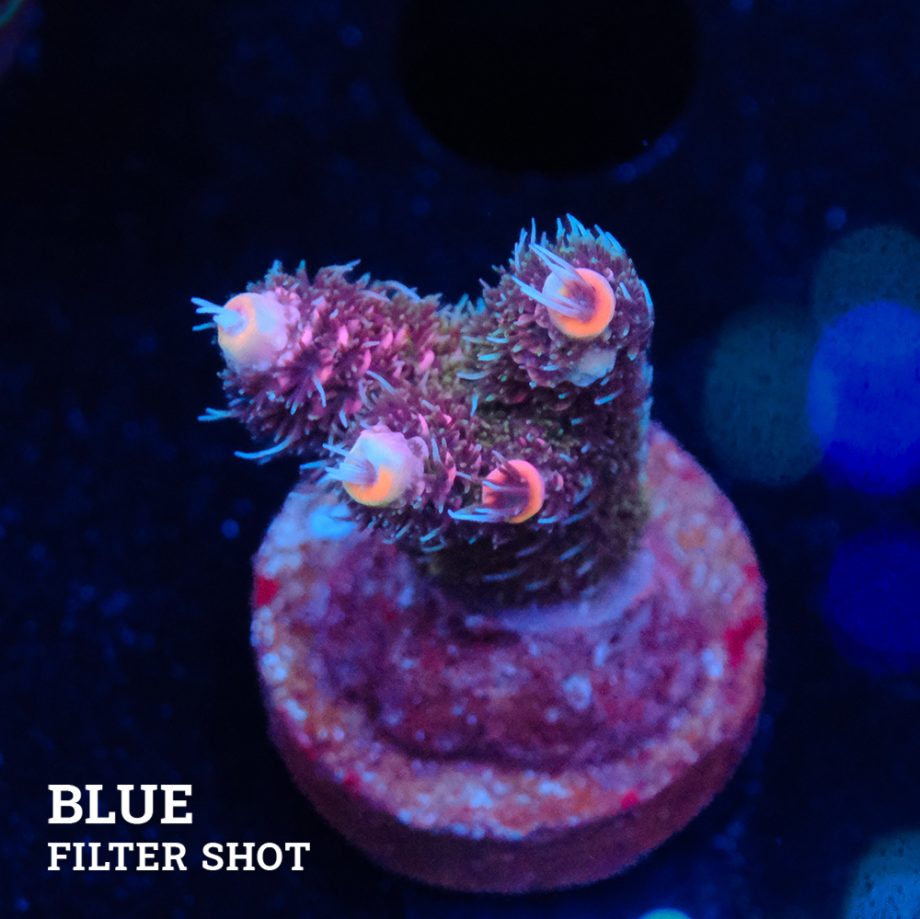 Acropora Millepora 'Pink Gradient'