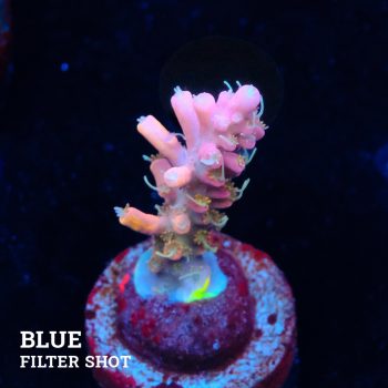 Acropora 'Confetti Ultra