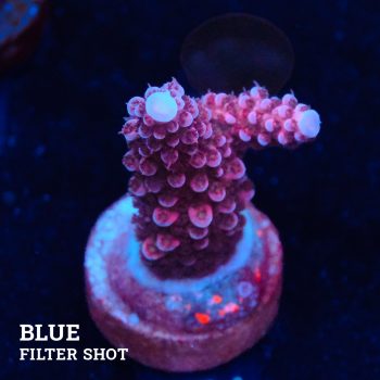 Acropora 'Fluo Bicolor II'