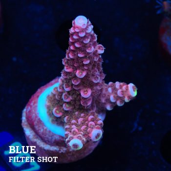 Acropora 'Fluo Bicolor II'