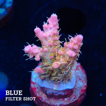 Acropora 'Confetti Ultra