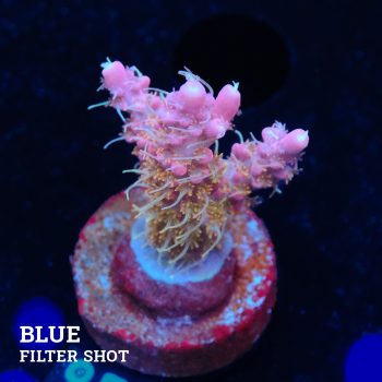 Acropora 'Confetti Ultra