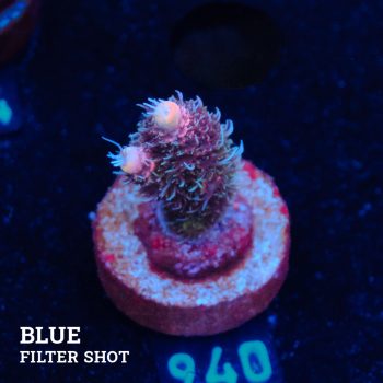 Acropora Millepora 'Pink Gradient'