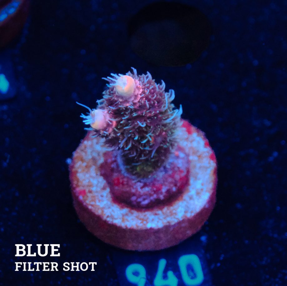 Acropora Millepora 'Pink Gradient'