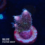 Acropora Millepora 'Pink Gradient'