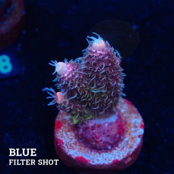 Acropora Millepora 'Pink Gradient'