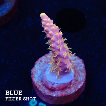Acropora 'Rose & Yellow Tips'