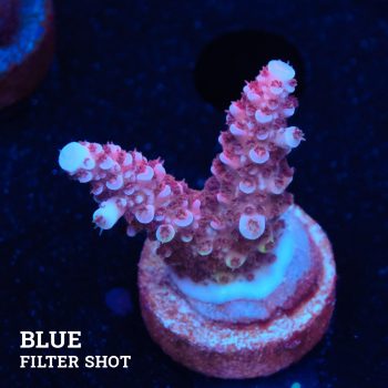 Acropora 'Fluo Bicolor II'