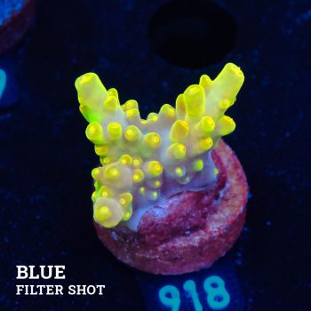 Acropora 'Greenish Jawdropper'