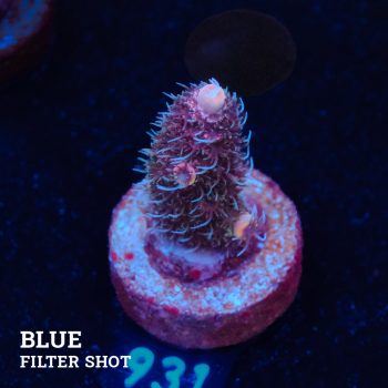 Acropora Millepora 'Pink Gradient'