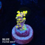 Acropora 'Purple & Yellow Tips'