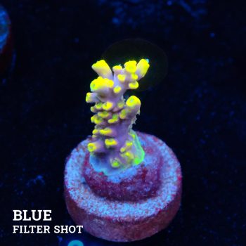 Acropora 'Purple & Yellow Tips'