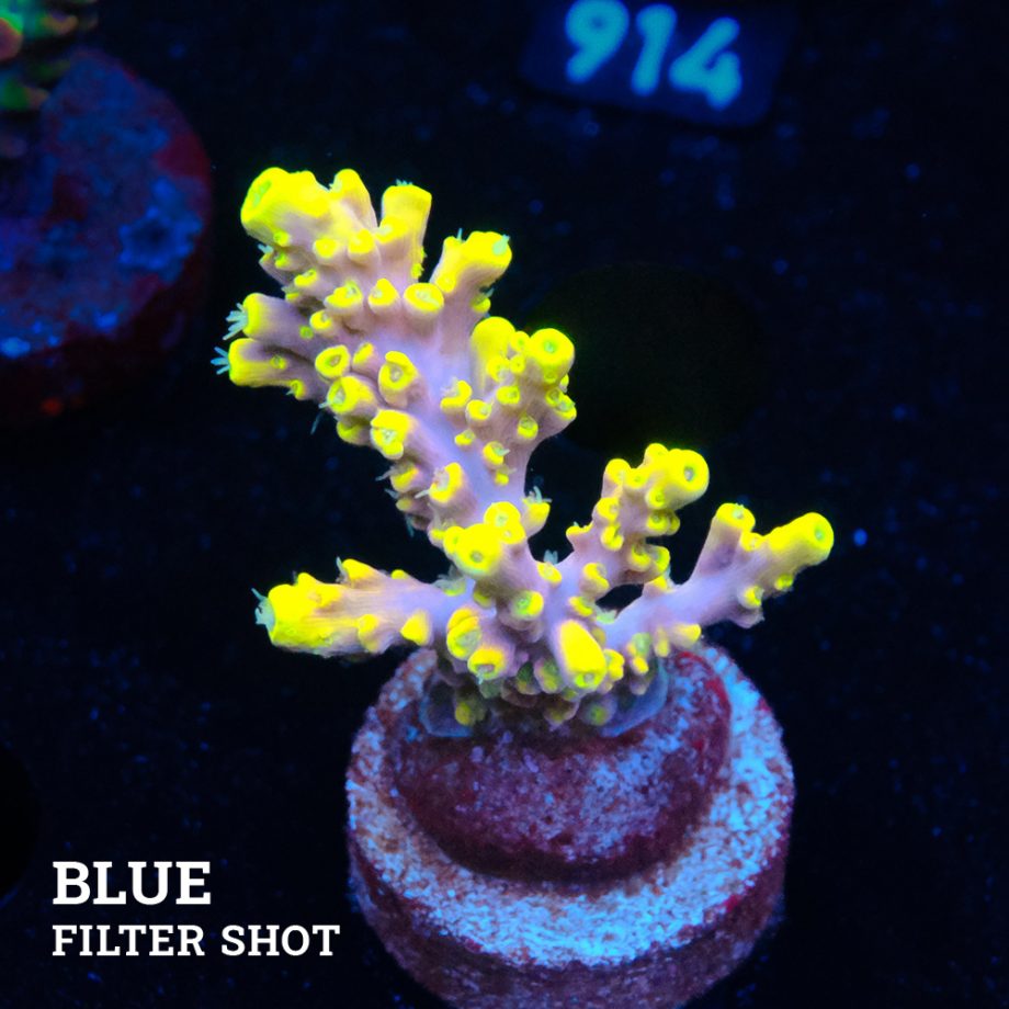 Acropora 'Purple & Yellow Tips'