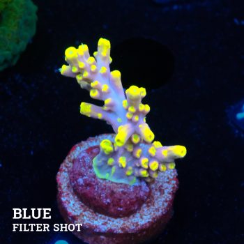 Acropora 'Purple & Yellow Tips'
