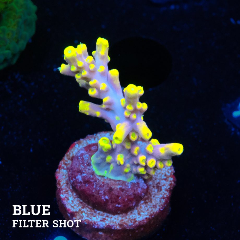 Acropora 'Purple & Yellow Tips'