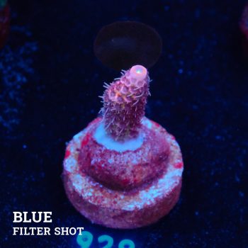 Acropora Millepora 'Rosa