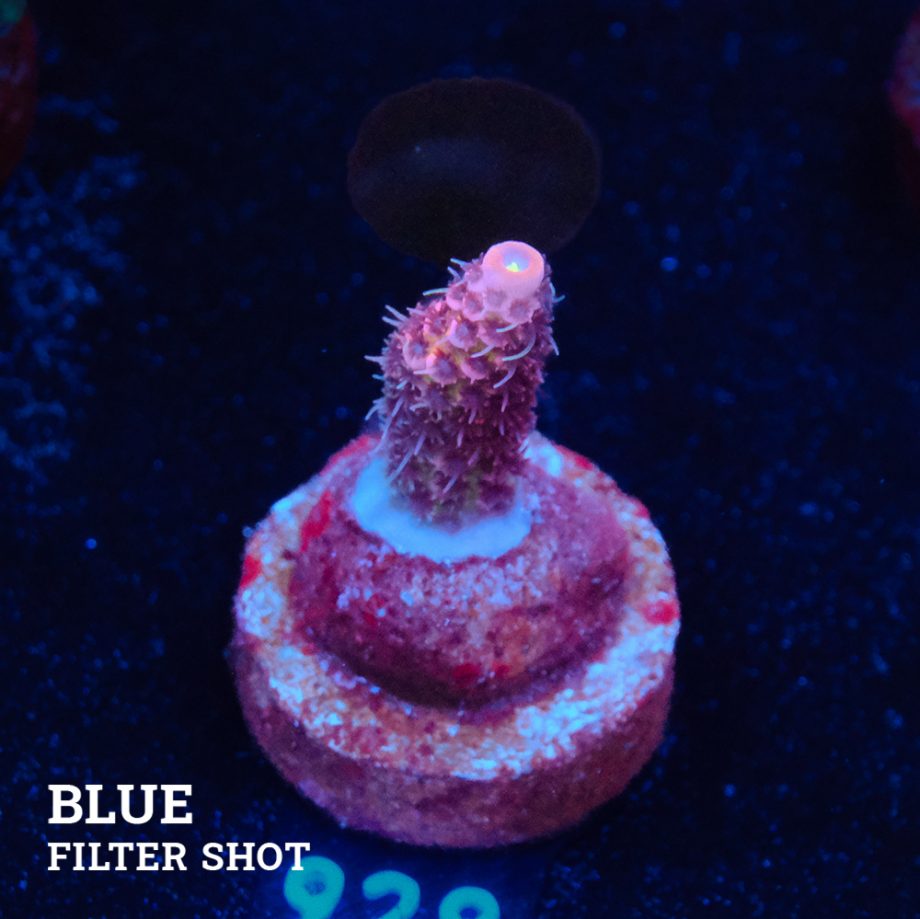 Acropora Millepora 'Rosa