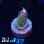 Acropora Millepora 'Pink Gradient'