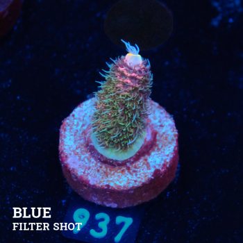 Acropora Millepora 'Pink Gradient'