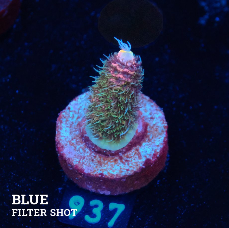 Acropora Millepora 'Pink Gradient'