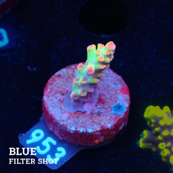 Acropora Microklados 'SSC'